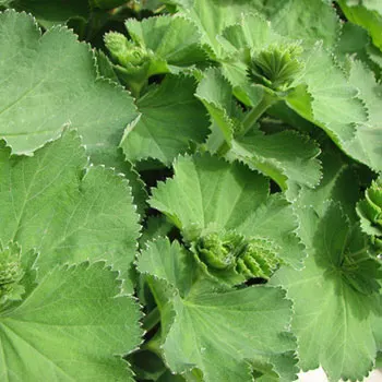 ladys-mantle-alchemilla-vulgaris-2816px