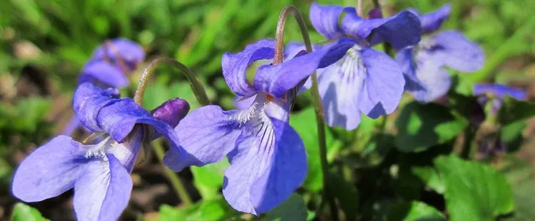 Wisconsin State Flower - Wood Violet