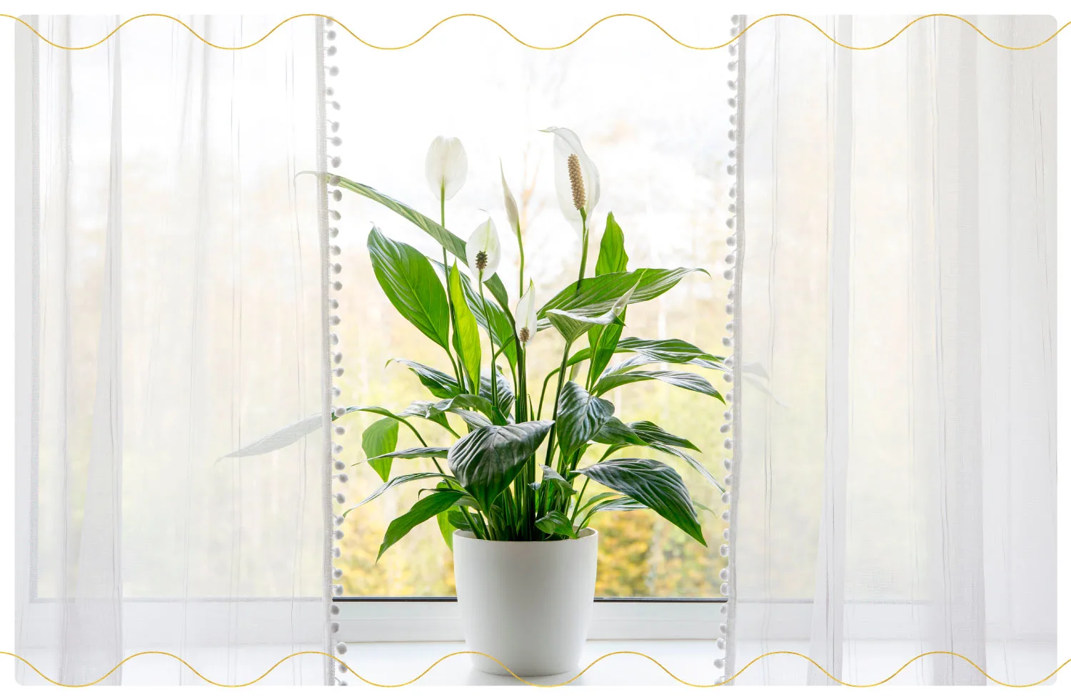 The 23 Best Air-Purifying Plants for Your Home