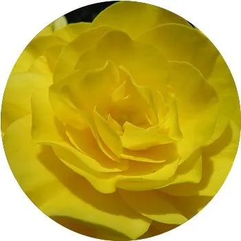 yellow-begonia