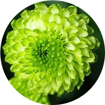 green-chrysanthemum