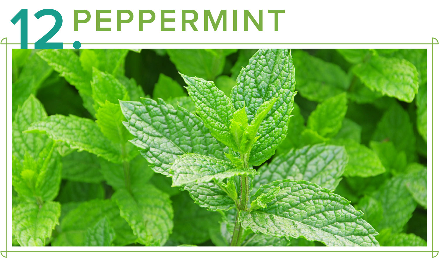 peppermint medicinal plants