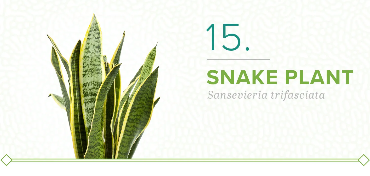 plants-that-dont-need-sun-15-snake-plant