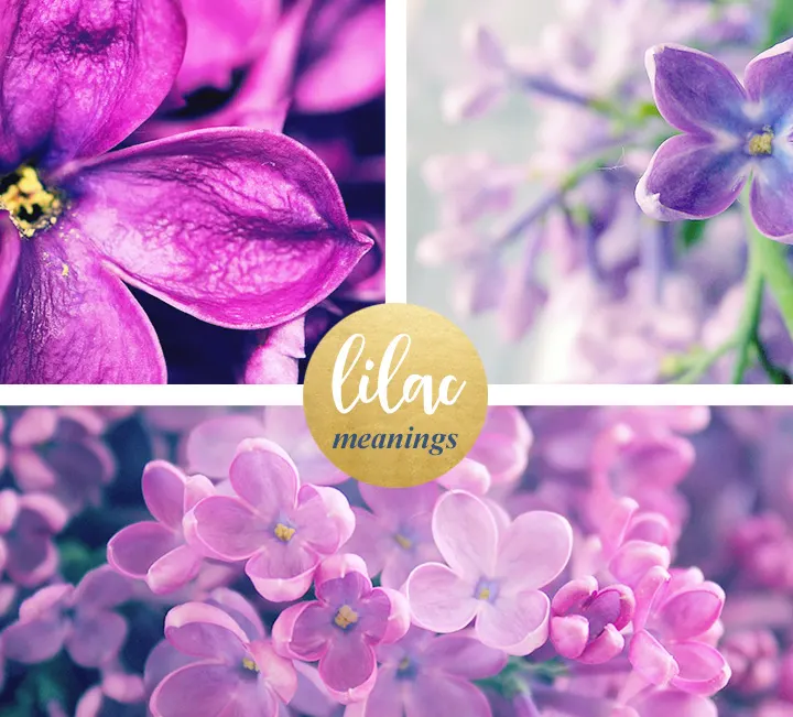 lilac meaning