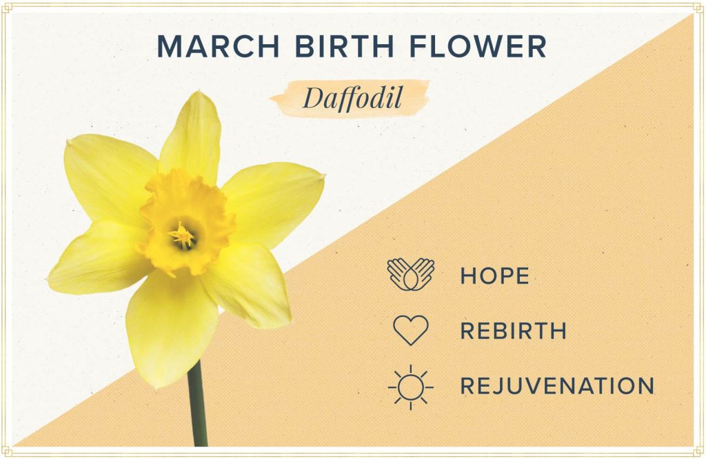 March Birth Flower More Daffodil