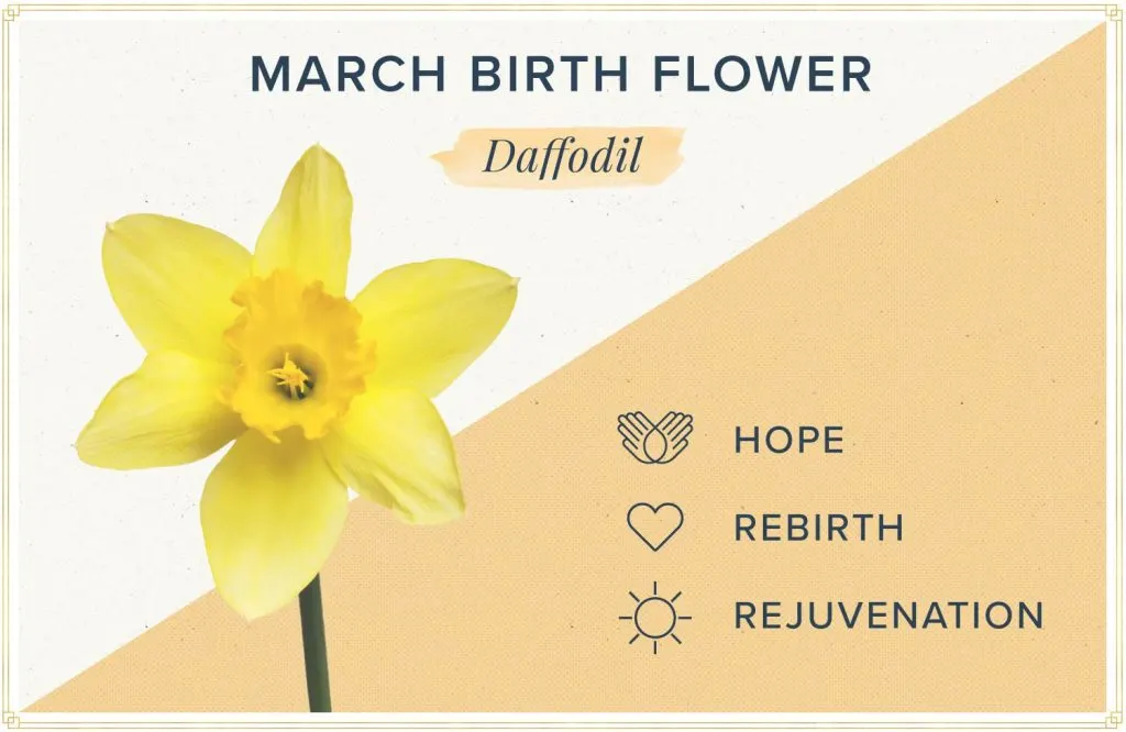 march-birth-flower-daffodil