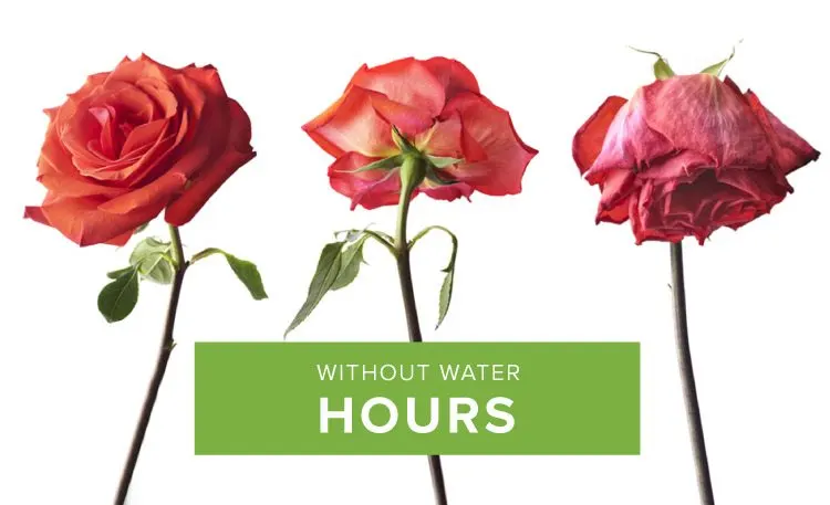 how-long-do-roses-last-without-water