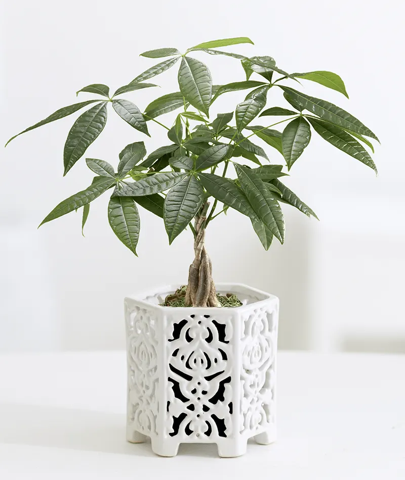 7-12 No-Green-Thumb-Needed Image Money-tree