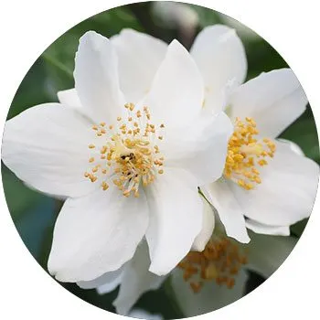 white-jasminum
