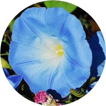 blue-ipomoea-tricolor