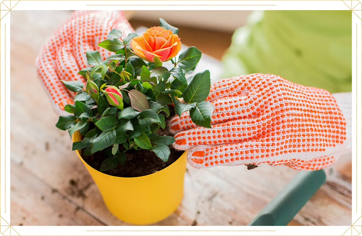 Rose Care Guide Growing Tips and Info ProFlowers