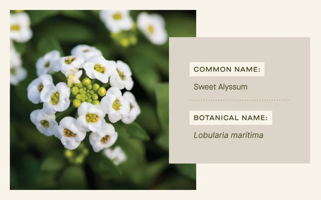 Sweet Alyssum