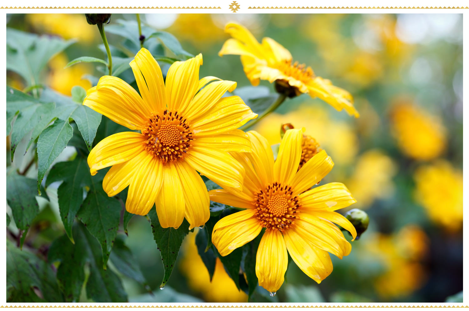 Mexican Flowers