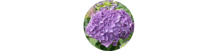 purple-hydrangea-macrophylla