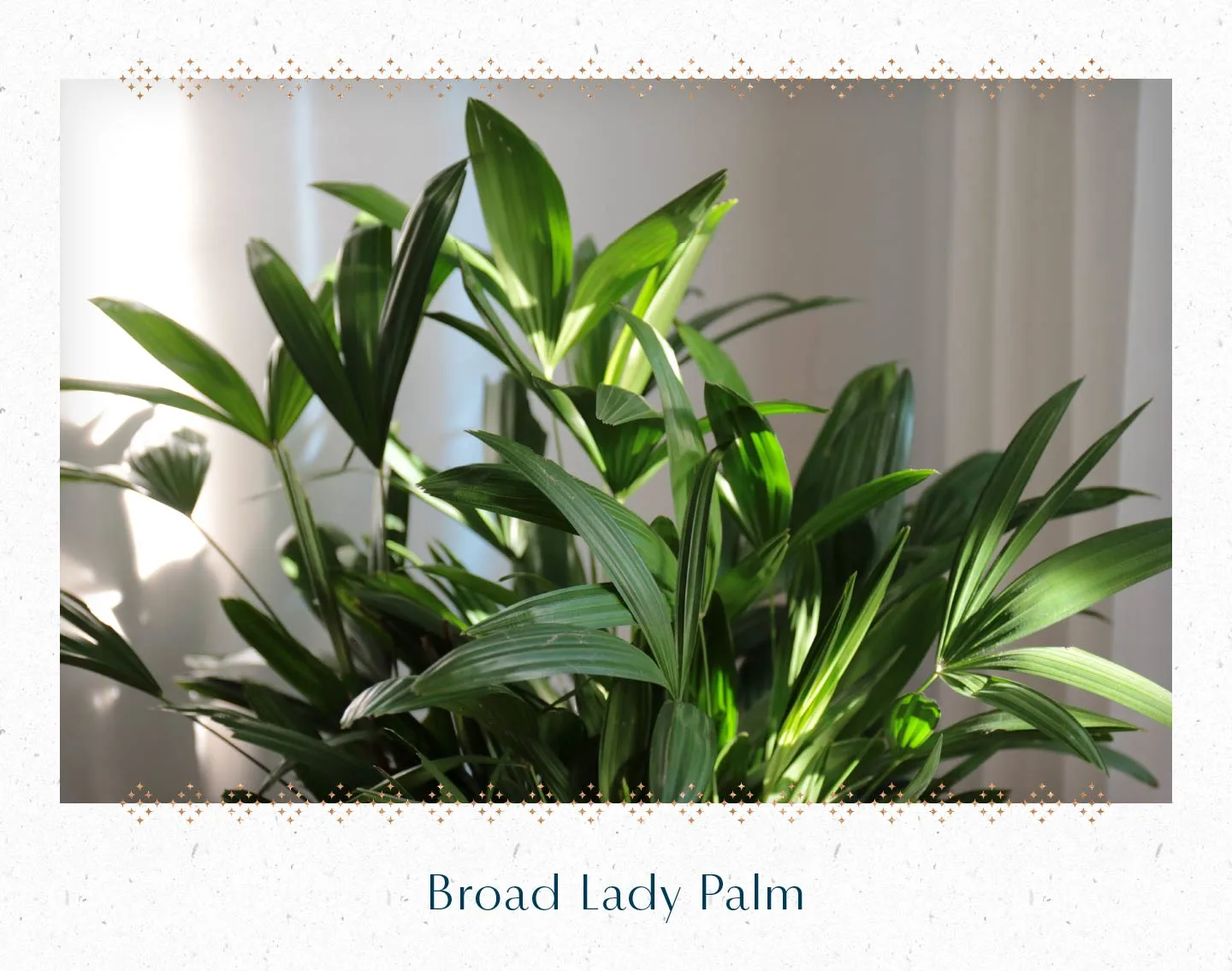 broad-lady-palm