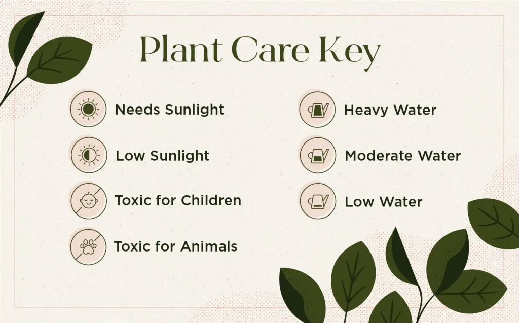 Plant care