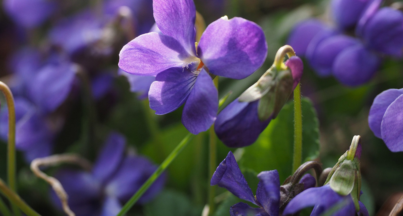 Rhode Island State Flower The Common Blue Violet ProFlowers Blog