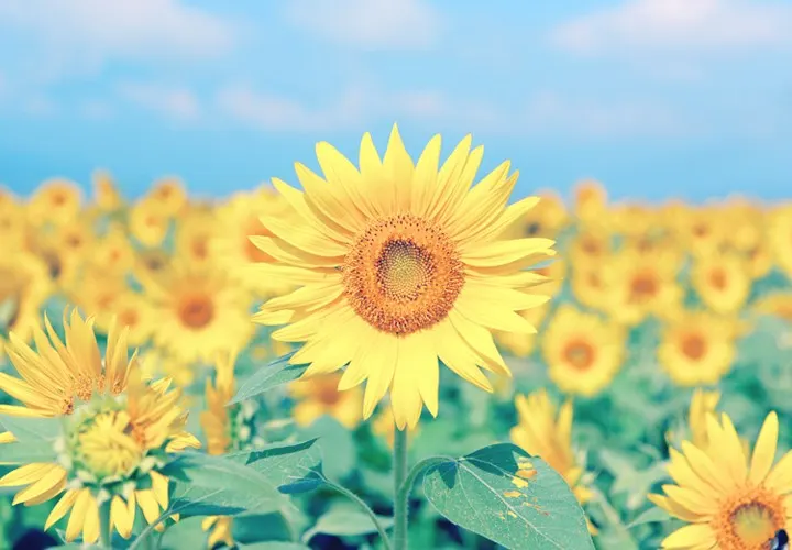 hero-sunflower-meanings-720x500