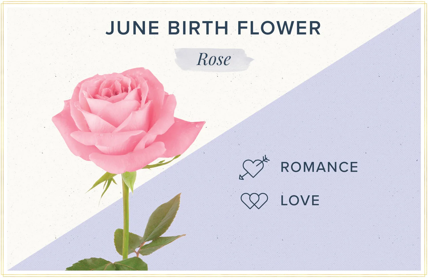 June Birth Flower + More: Rose