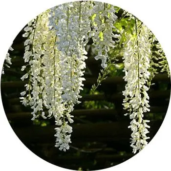 white-wisteria-sinensis