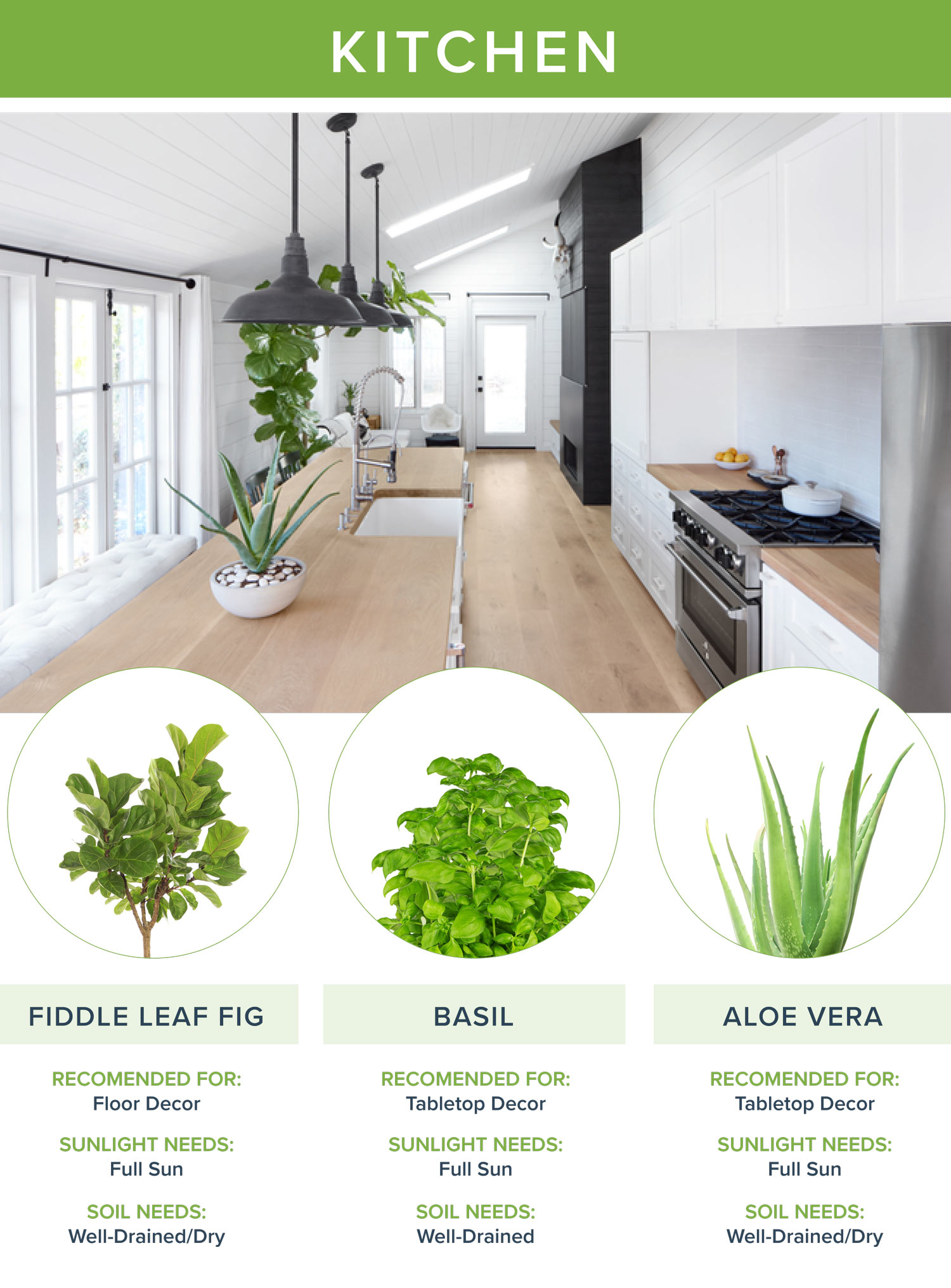 Purify the Air with Air-Purifying Plants