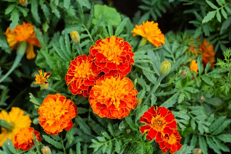 October Birth Flower + More Marigold ProFlowers