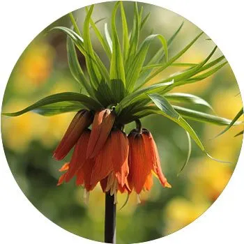 orange-fritillaria-imperialis
