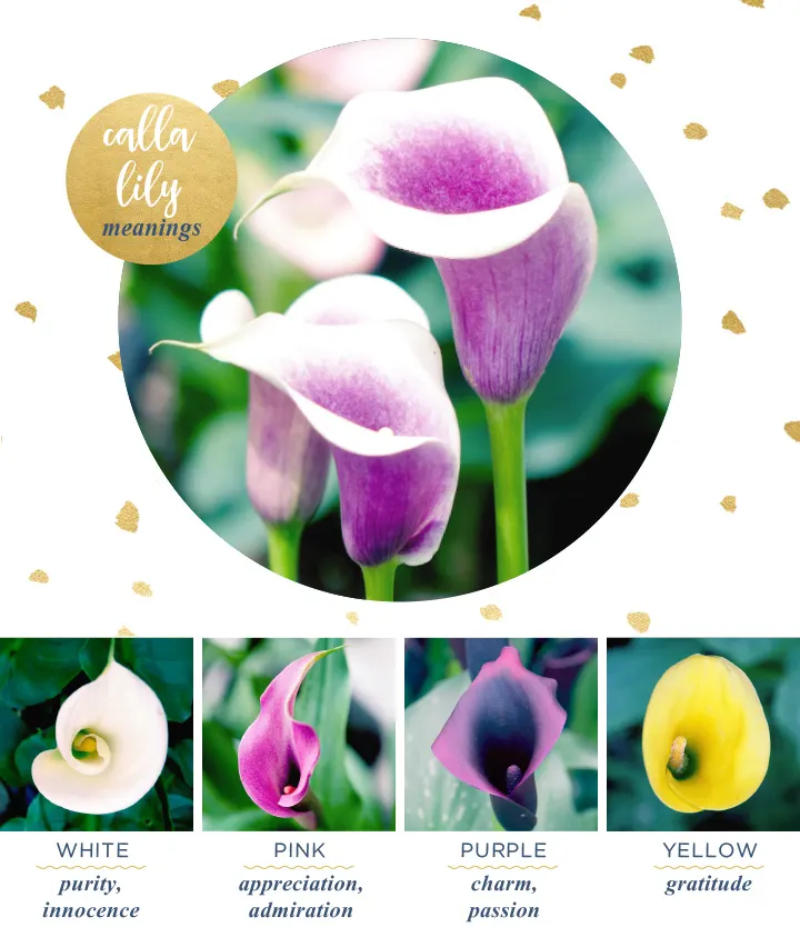 flower-meanings-calla-lily2