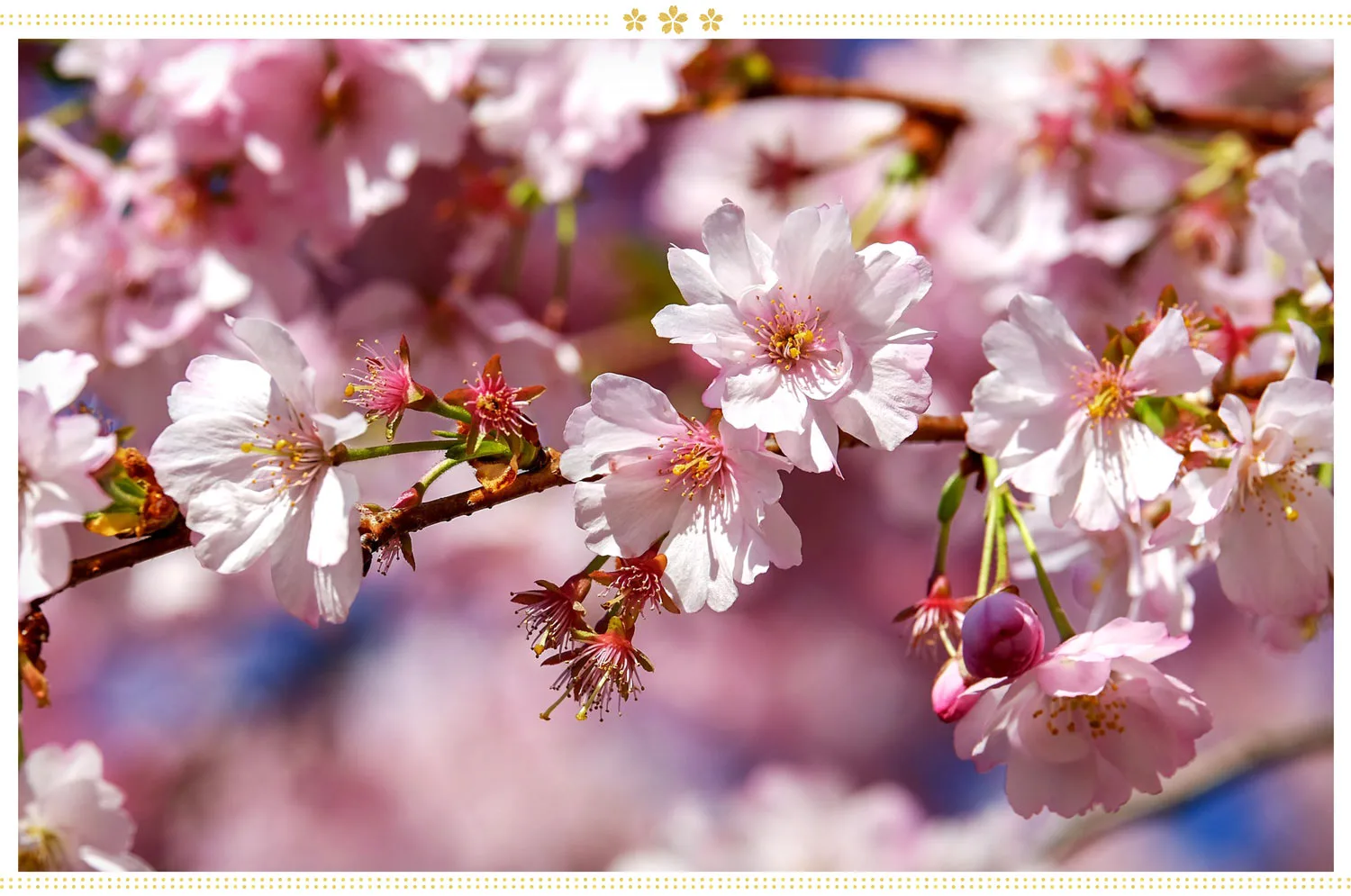 japanese-flowers-post-image