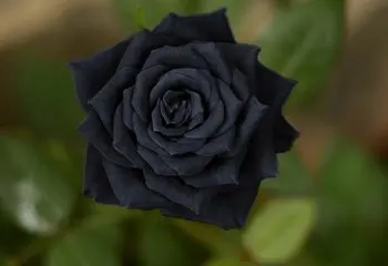 black-flowers-hero