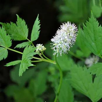 actaea-spicata-baneberry