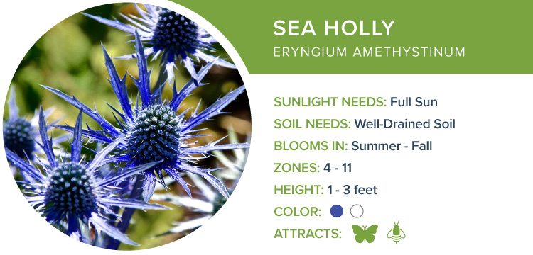 sea holly best perennial flowers
