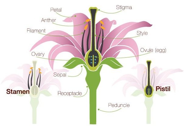 What does a petal clearance do in a flower