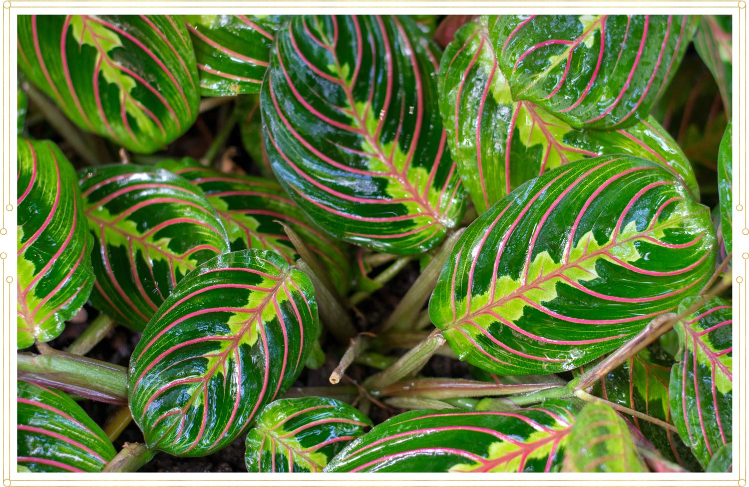 image of a red prayer plant  