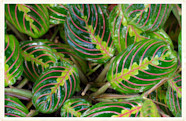 Prayer Plant Care Guide Growing Info Tips