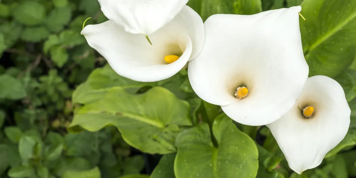 History and Meaning of Calla Lilies - ProFlowers Blog