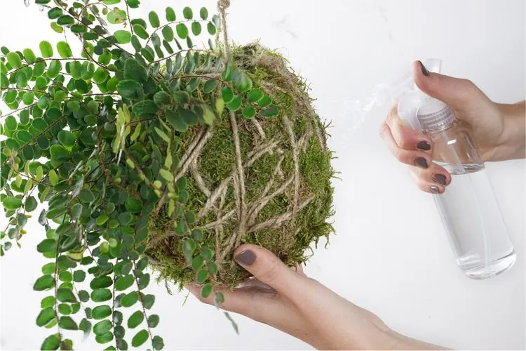 how-to-care-for-kokedama