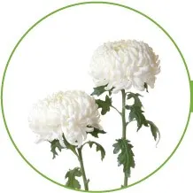 04-MUMS-longest-lasting-flowers