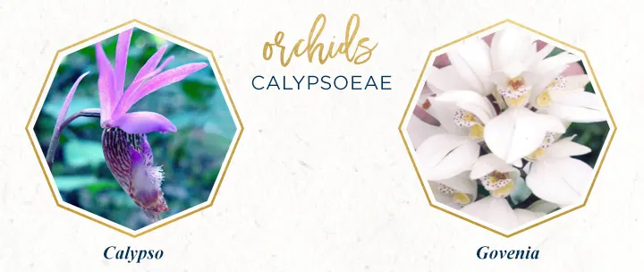 calypsoeae