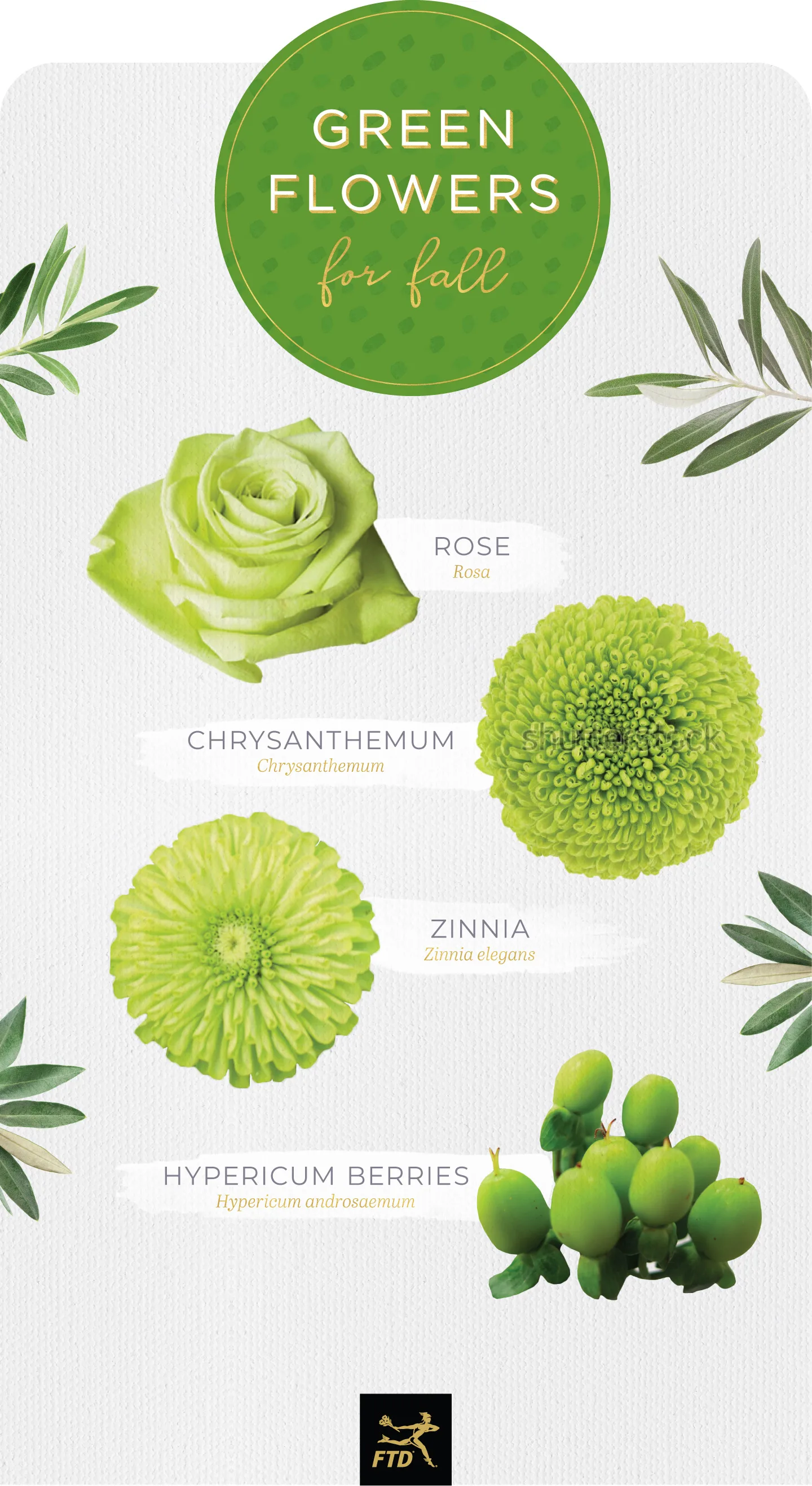 20 Types of Green Flowers