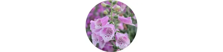 purple-digitalis-purpurea