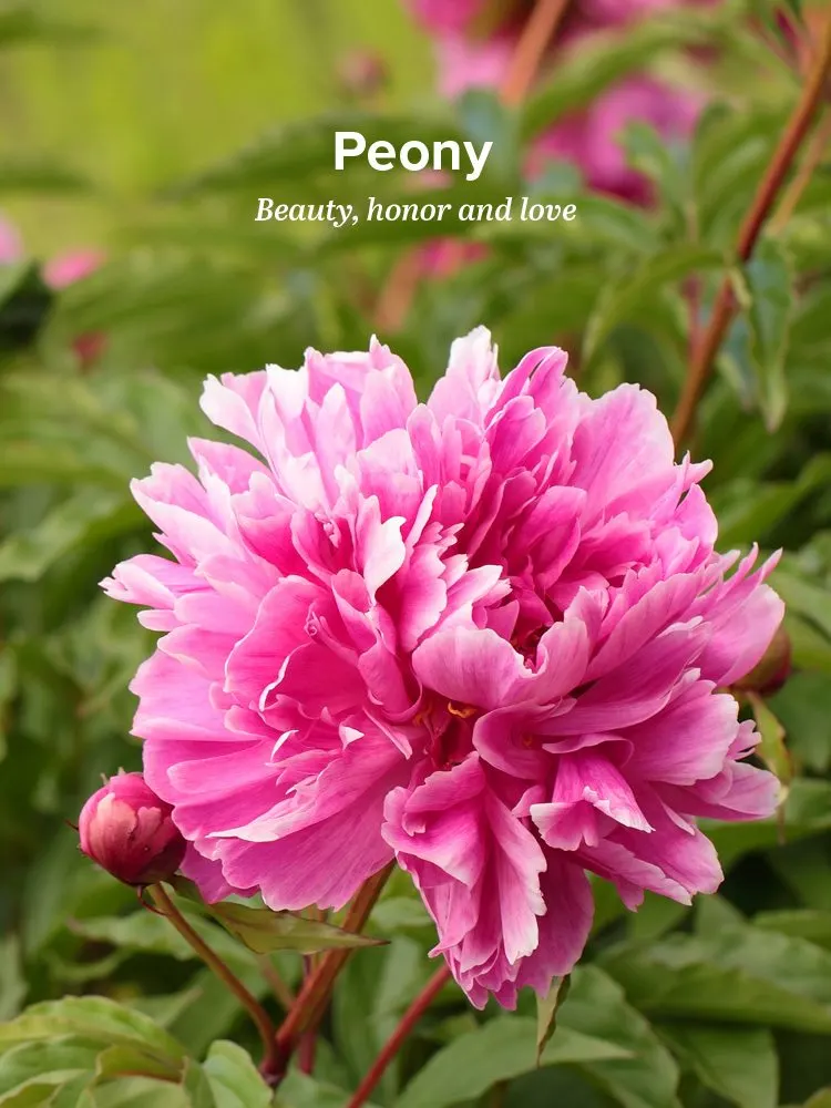 History and Meaning of Peonies ProFlowers Blog