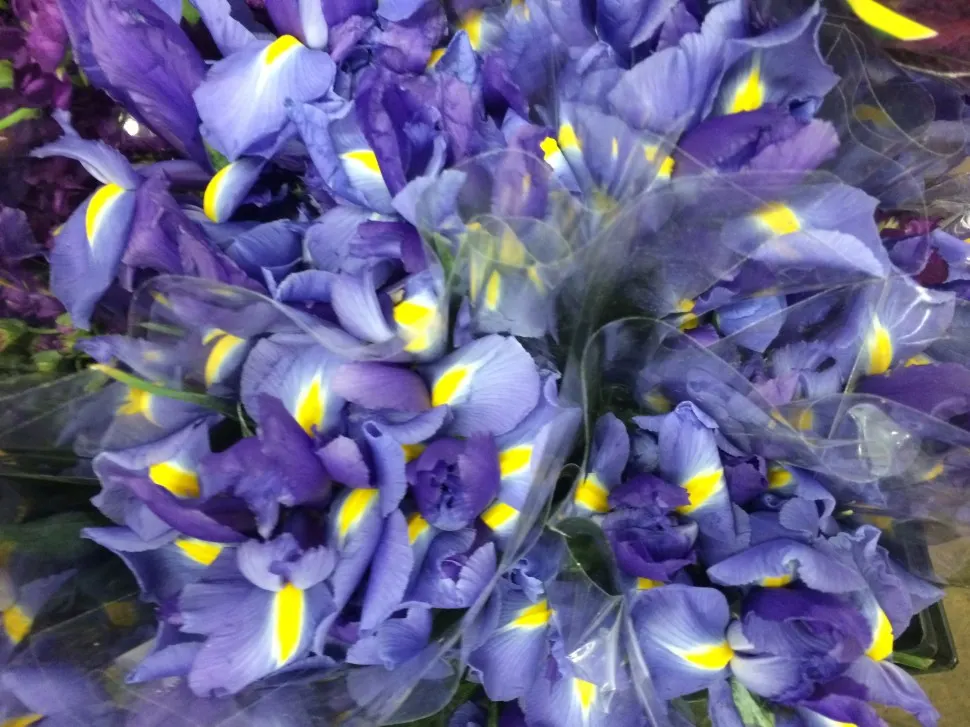 A Look at Our Favorite Spring Flowers