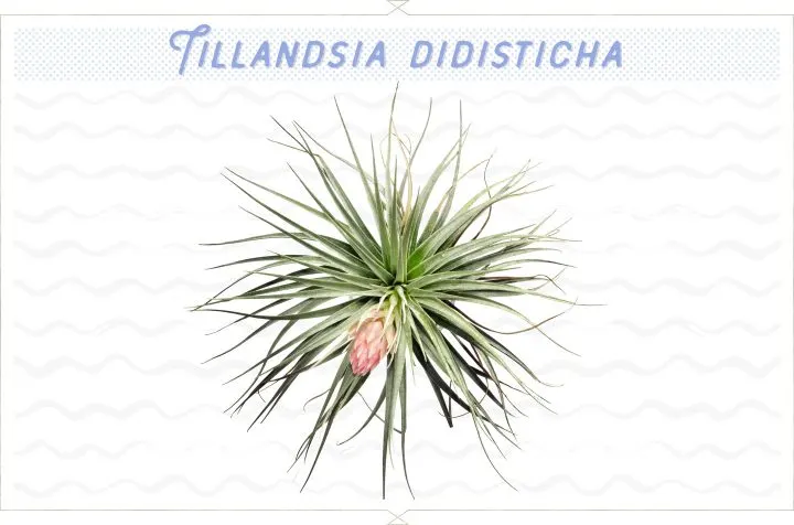 18 Types of Air Plants For Your Home