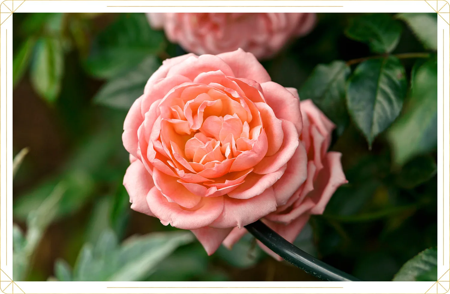 Rose Care Guide: Growing Tips and Info