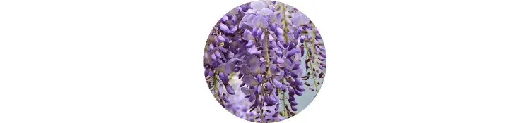 purple-wisteria-sinensis