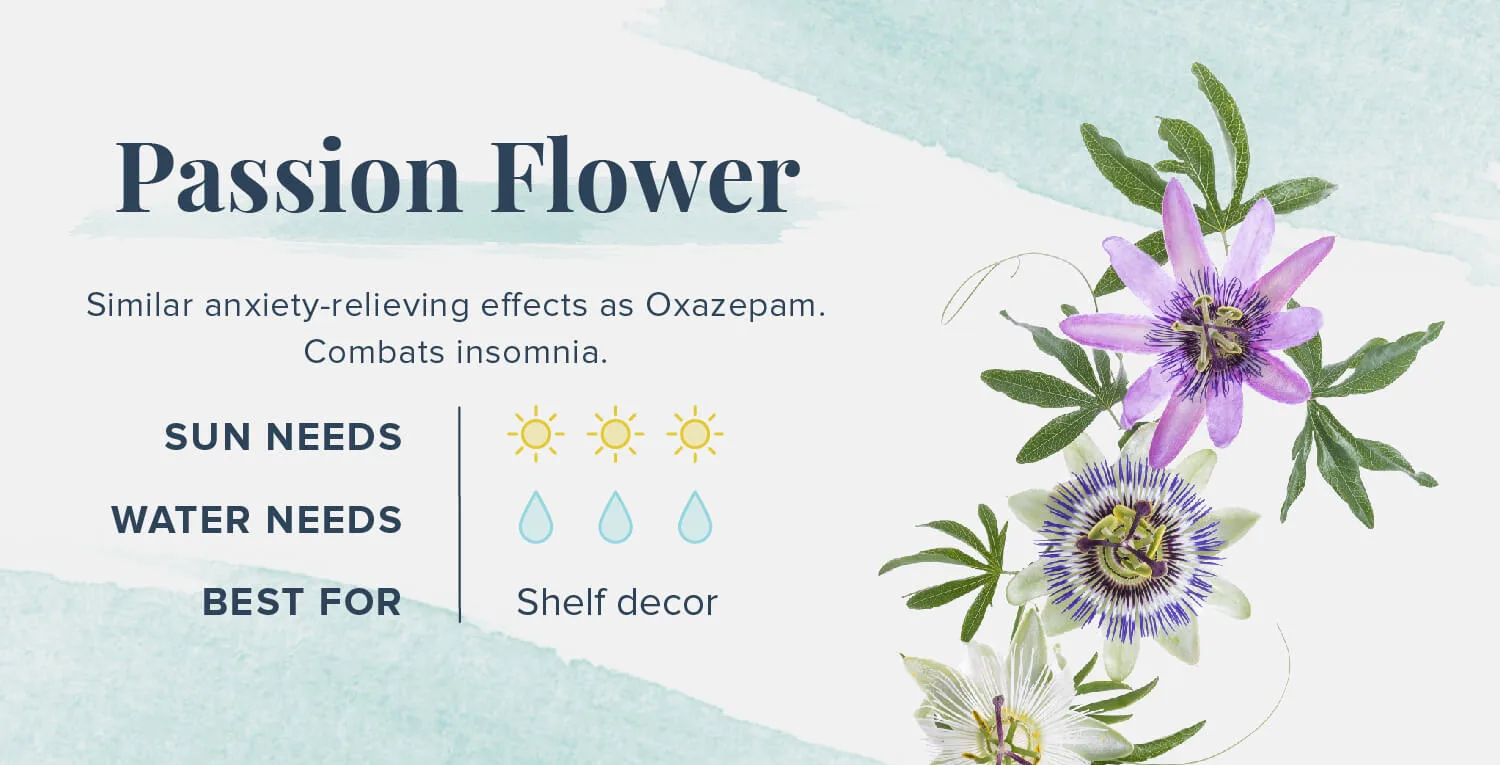 Plants-That-Help-You-Sleep-Passion-Flower
