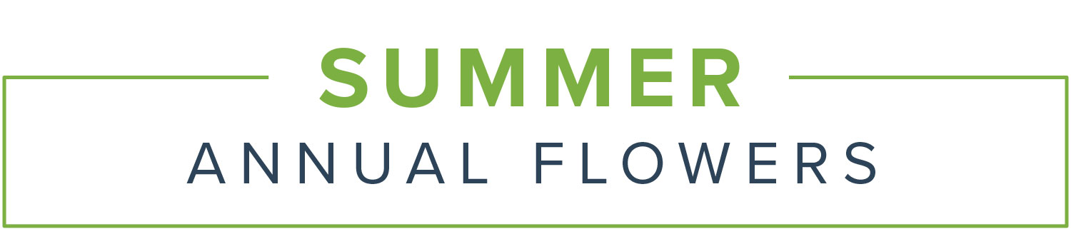 summer annual flowers