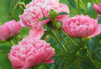History and Meaning of Peonies - ProFlowers Blog
