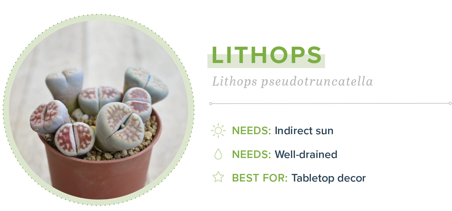 small indoor plants lithops